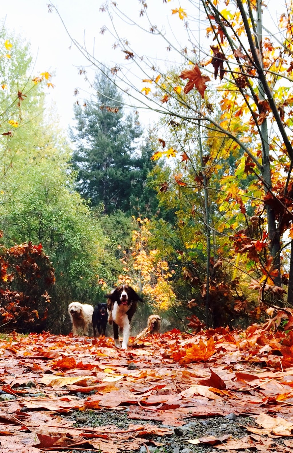 K9 Trekkers | Shawnigan Lake, BC V0R 2W3, Canada | Phone: (250) 516-8052