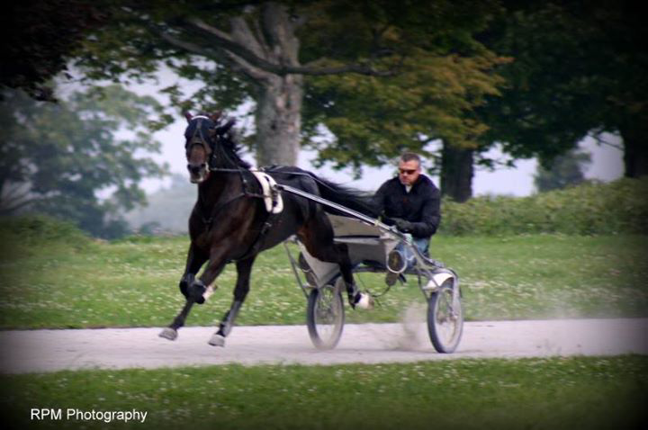 Wade Stable | 221 Algonquin Rd, Little Britain, ON K0M 2C0, Canada | Phone: (705) 328-5433