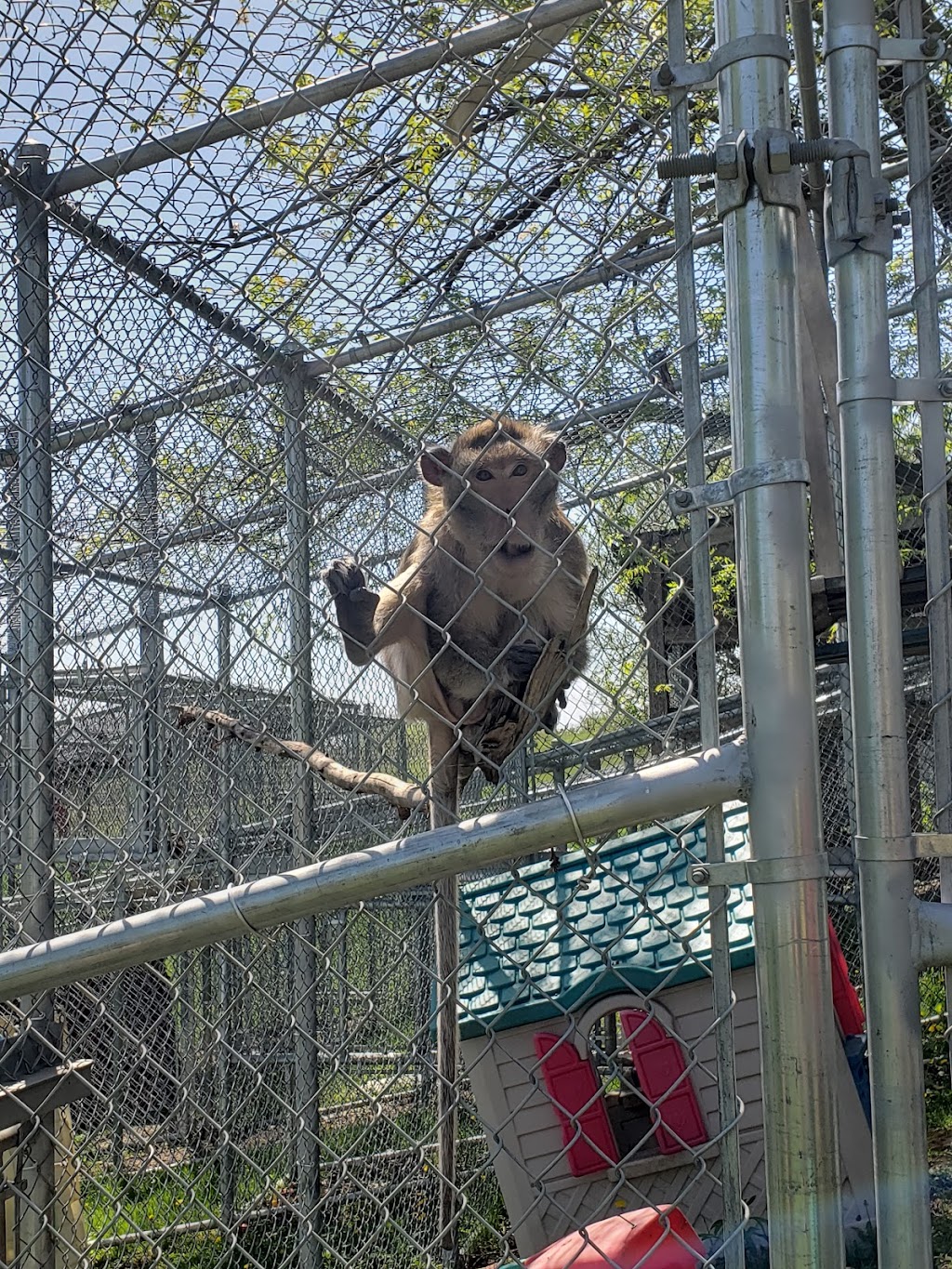 Story Book Farm Primate Sanctuary | 2315 Concession Rd 10, Sunderland, ON L0C 1H0, Canada | Phone: (416) 816-4800