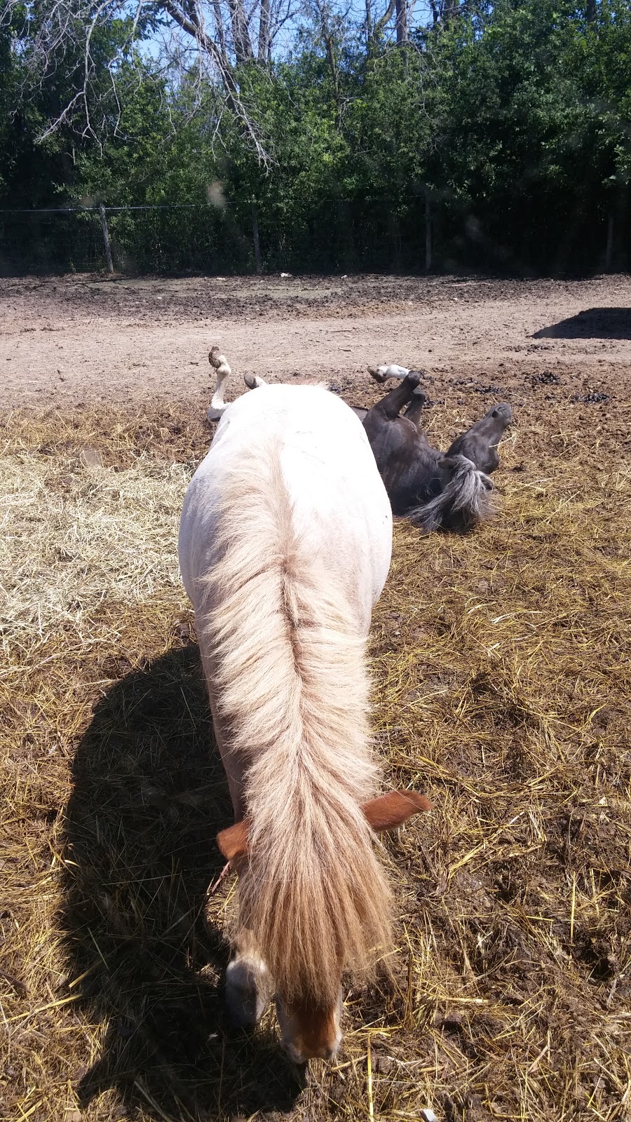 Last Chance Horse And Pony Rescue | 4269 Rebstock Rd, Crystal Beach, ON L0S 1B0, Canada | Phone: (905) 380-1440