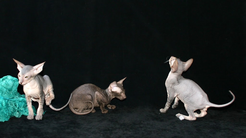 Romanov Cattery of Peterbald | 96 Rue des Érables, Sainte-Sabine, QC G0R 4H0, Canada | Phone: (418) 383-5586