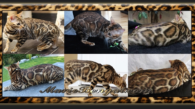 Chat Bengal Cattery // MARIE BENGAL | 12 Place Grenville Nord, Grenville-sur-la-Rouge, Quebec J0V 1B0, Canada | Phone: (819) 242-5382