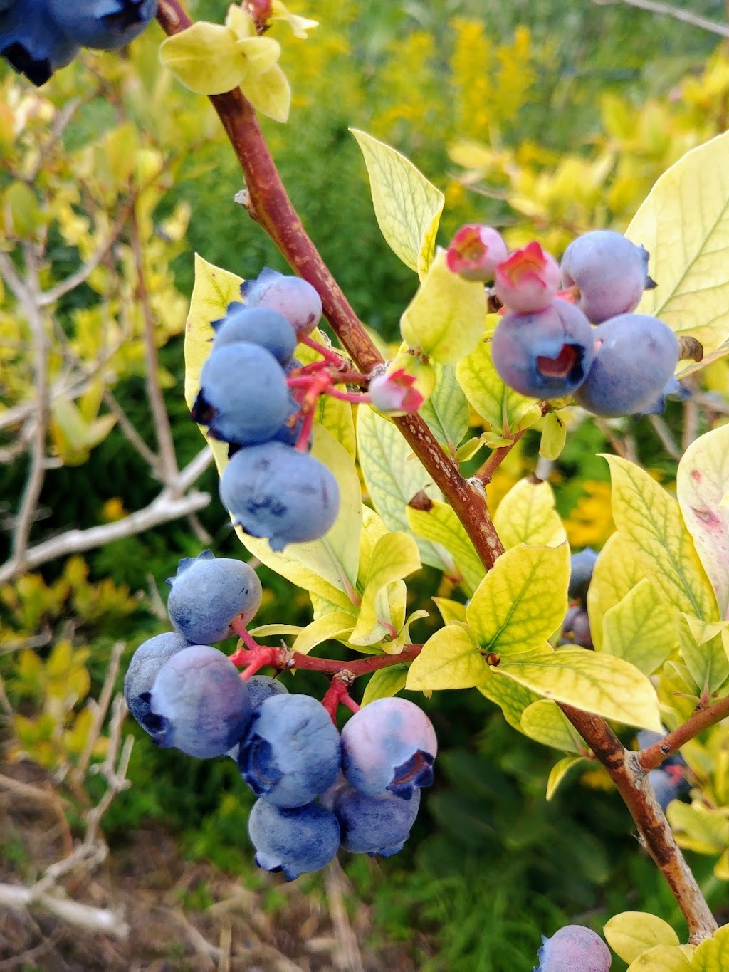 Bleuetière du Boisé | 1026 Impasse de la Bleuetière, Granby, QC J2J 0C4, Canada | Phone: (450) 531-1938