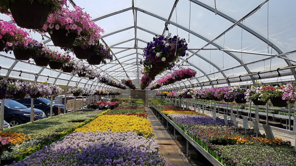 Springbank Greenhouses | 1625 N Sheridan Way, Mississauga, ON L5H 3N5, Canada | Phone: (905) 278-5964