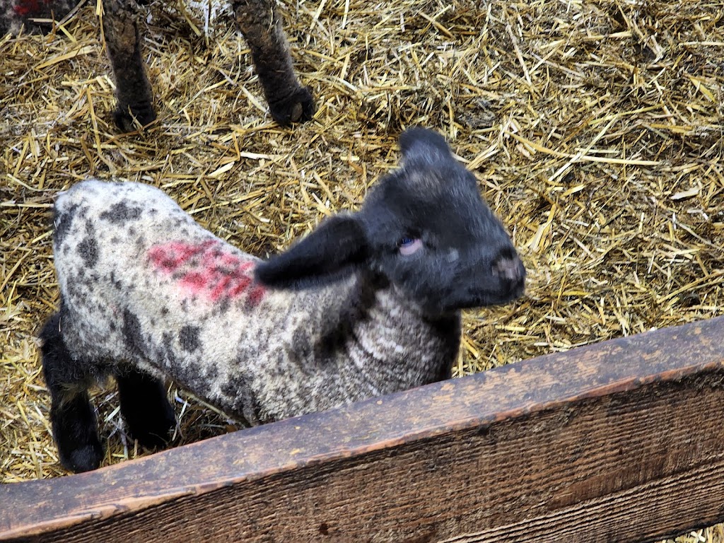 La Ferme Manasan Limitée | 150 Chem. Laberge, Danville, QC J0A 1A0, Canada | Phone: (819) 839-3350