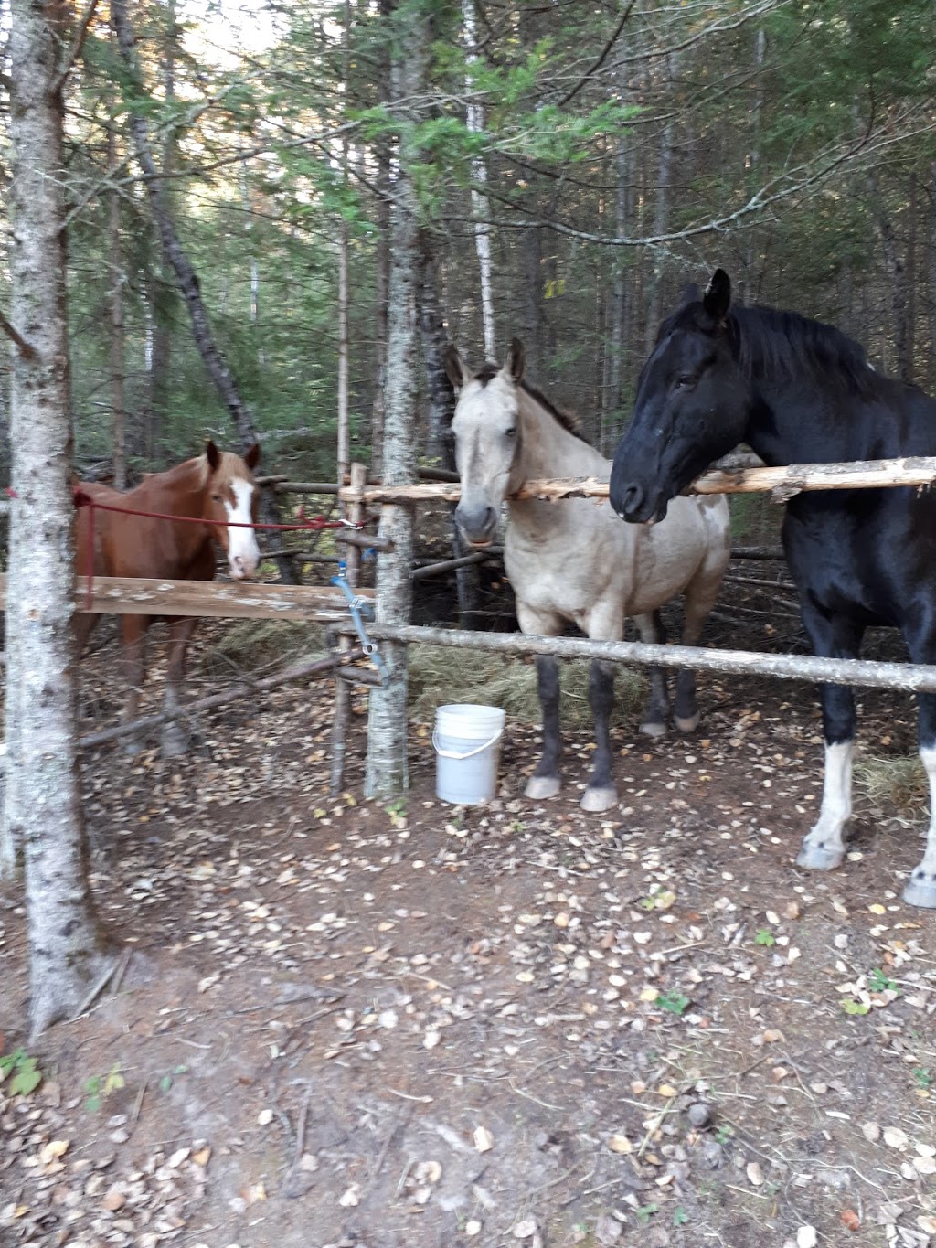 Whispered Dreams Ranch | Shabaqua Corners, Shebandowan, ON P0T 2T0, Canada | Phone: (807) 933-0467