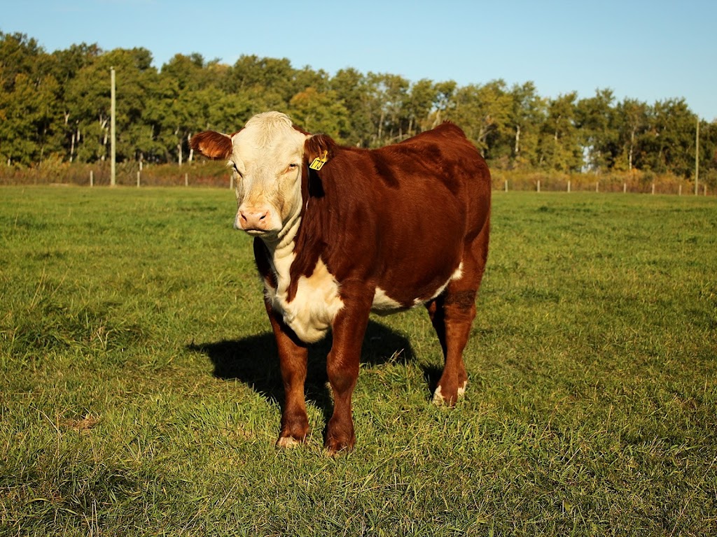 Acorn Ridge Polled Herefords | 27043 Rd 31N, Kleefeld, MB R0A 0V0, Canada | Phone: (204) 381-0721