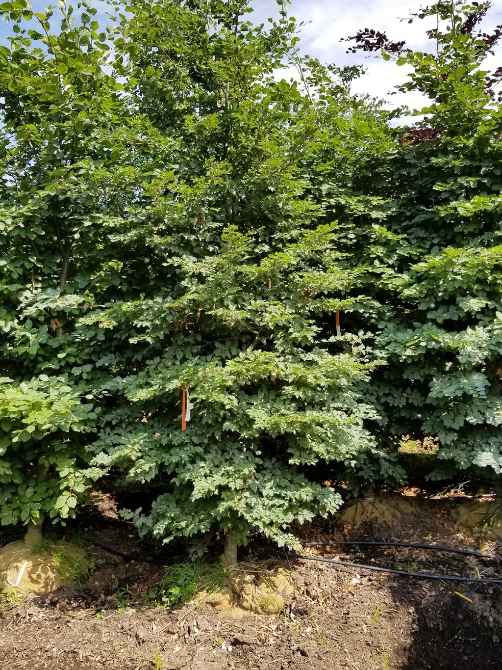 Coivic Specimen Trees & Shrubs | 5487 Eighth Line, Milton, ON L9E 1A3, Canada | Phone: (905) 878-9101