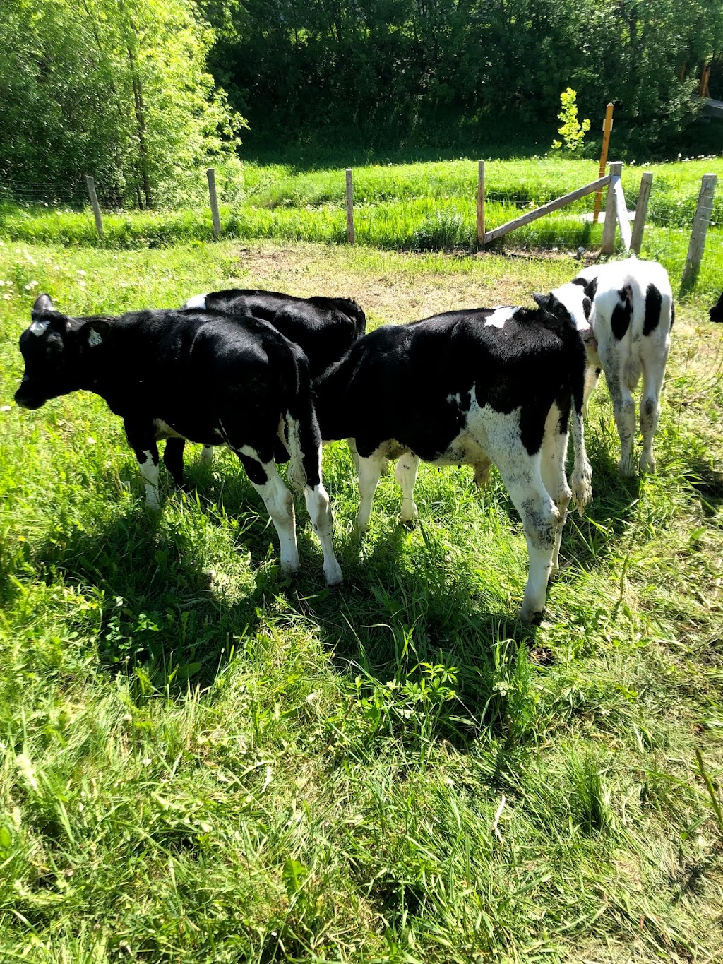 Ferme la marre | 2 Chemin de lÉquerre, Baie-Saint-Paul, QC G3Z 2Y5, Baie-Saint-Paul, QC G3Z 2W7, Canada | Phone: (418) 760-8956