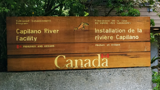 Capilano River Hatchery | 4500 Capilano Park Rd, North Vancouver, BC V7R 4L3, Canada | Phone: (604) 666-1790