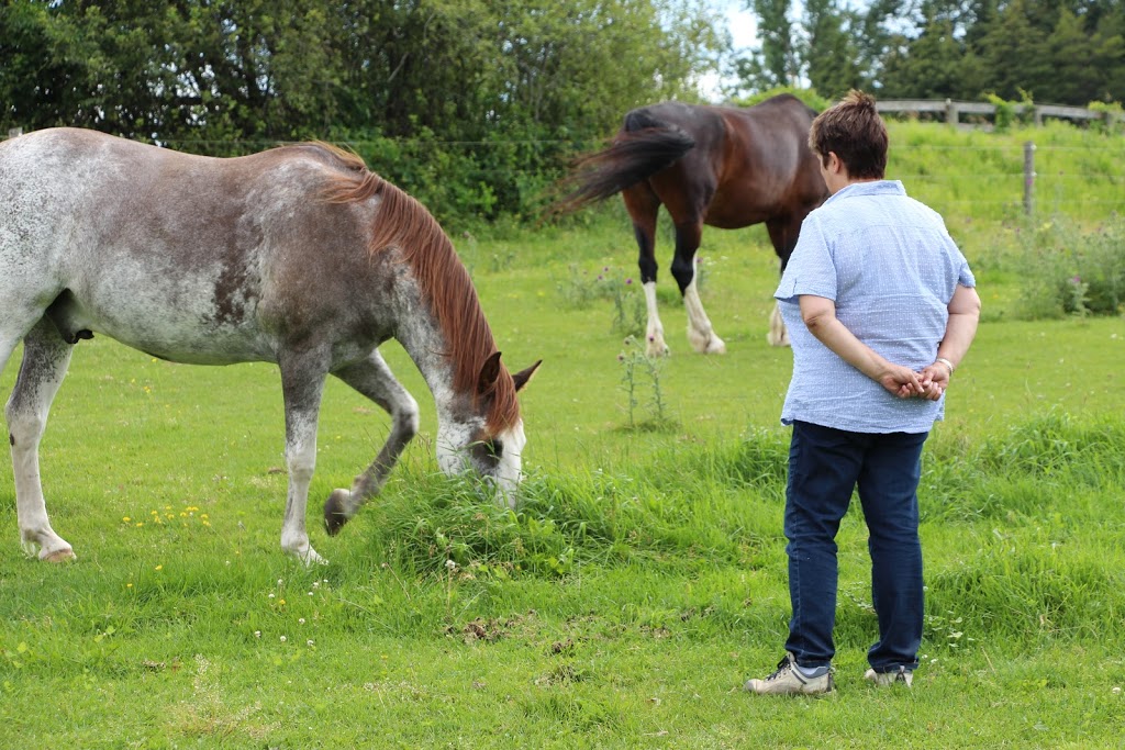 Horse Spirit Connections | 10th Side Rd, Tottenham, ON L0G 1W0, Canada | Phone: (416) 520-6276