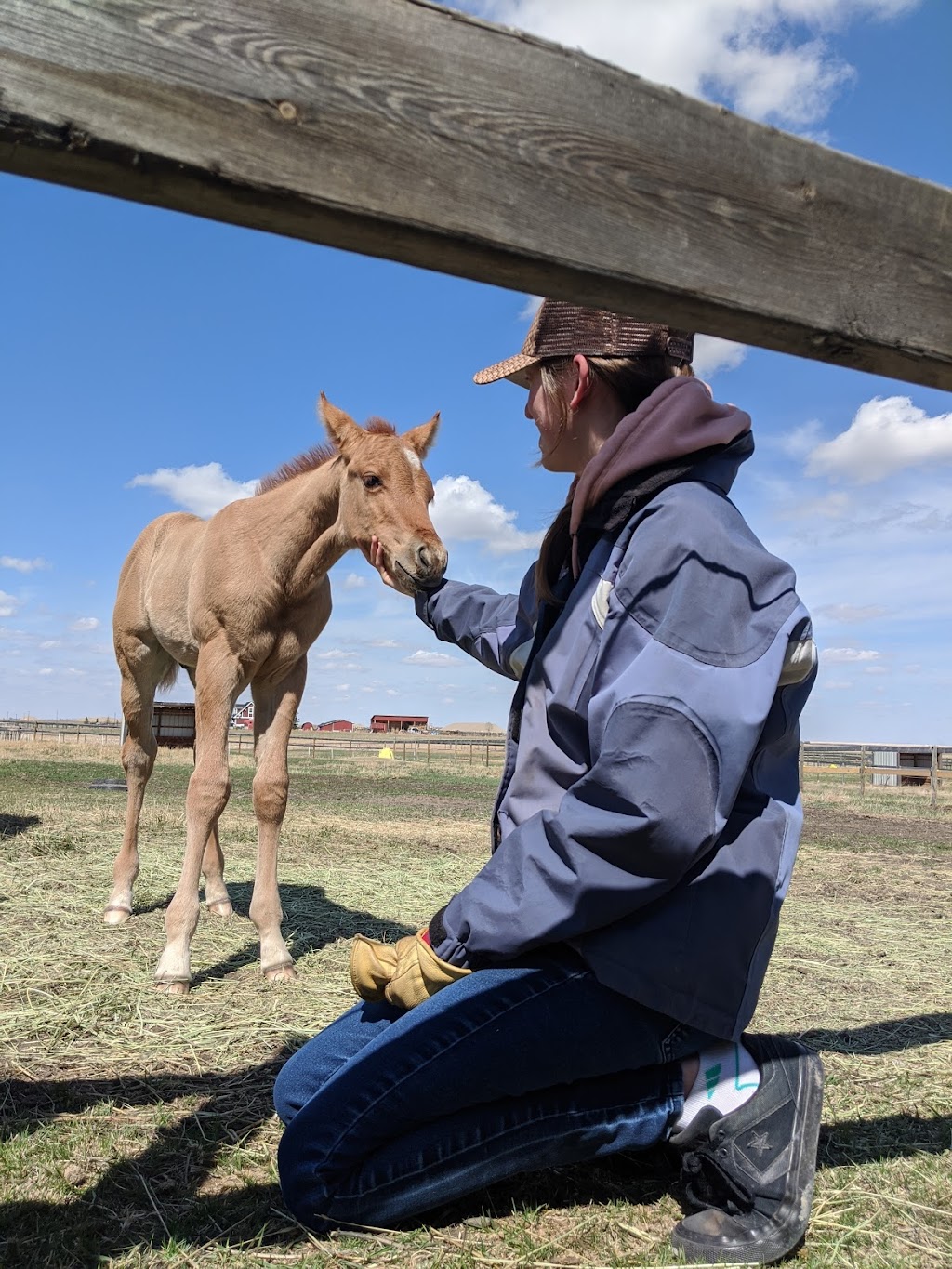 L and M Stables | Range Rd 271, Alberta T0M, Canada, Canada | Phone: (403) 935-7734