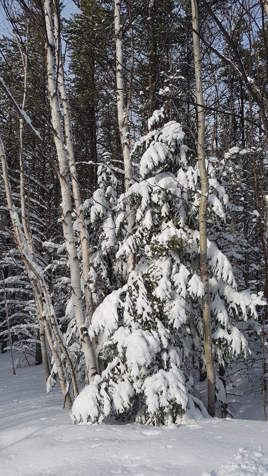 Centre de Plein Air Les Sources Joyeuses | 141 Rang Sainte Madeleine, La Malbaie, QC G5A 2T2, Canada | Phone: (418) 665-4858