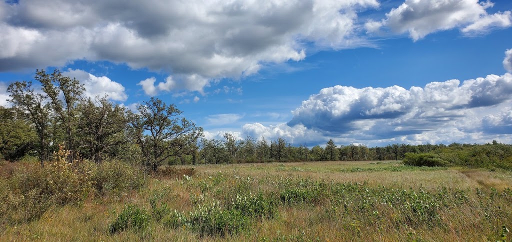 Prairie Tall Grass | Stuartburn, MB R0A 2E0, Canada | Phone: (204) 943-9029