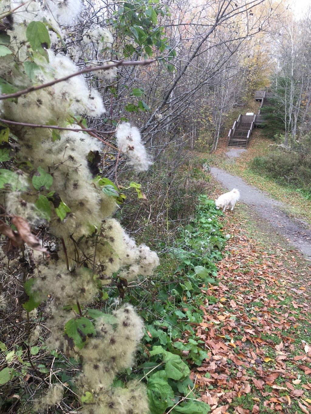 Parc de la Coulée | Rue du Clos Toumalin, Prévost, QC J0R 1T0, Canada