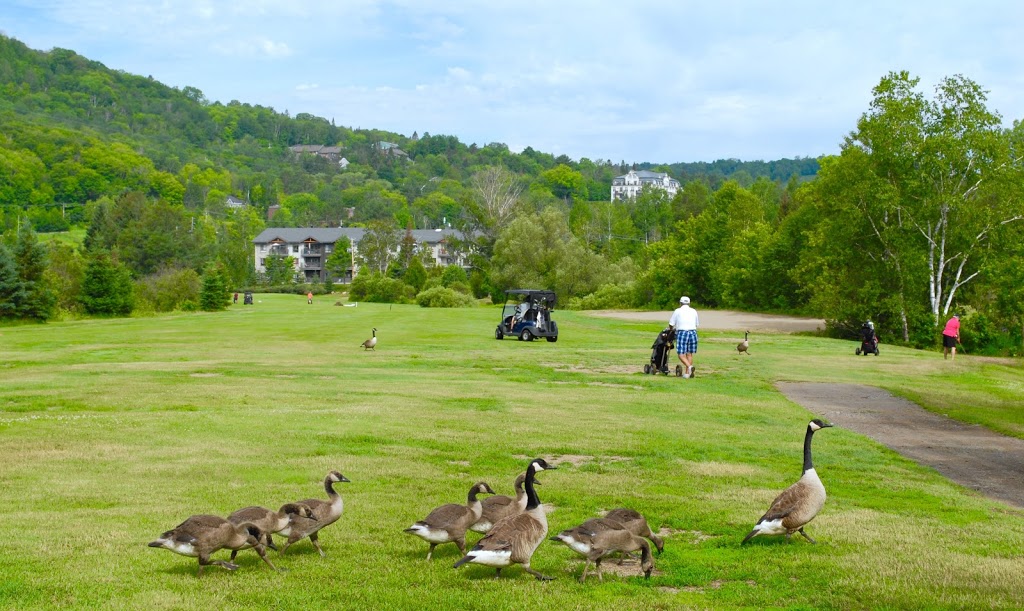 Golf de La Vallée Ste Adèle - Party Privé/Banquet/Salle de Rêcep | 465 Rue de la Vallée du Golf, Sainte-Adèle, QC J8B 1A4, Canada | Phone: (450) 229-4653