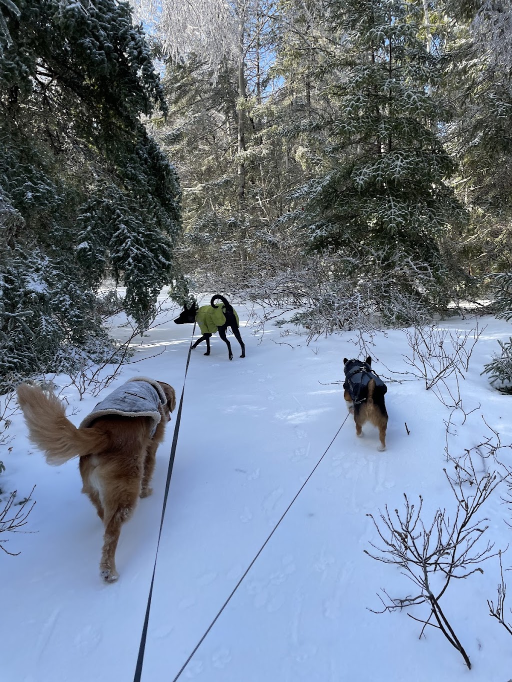 CRANDY dog walking & Animal Care (CRANDY萌寵幼兒園） | 3094 St Margarets Bay Rd, Timberlea, NS B3T 1H5, Canada | Phone: (902) 219-0337