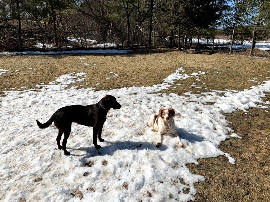 Grey Woof Inn - Dog Boarding & Specialty Dog Food | 317160 Hwy 6&10, Chatsworth, ON N0H 1G0, Canada | Phone: (519) 794-0220