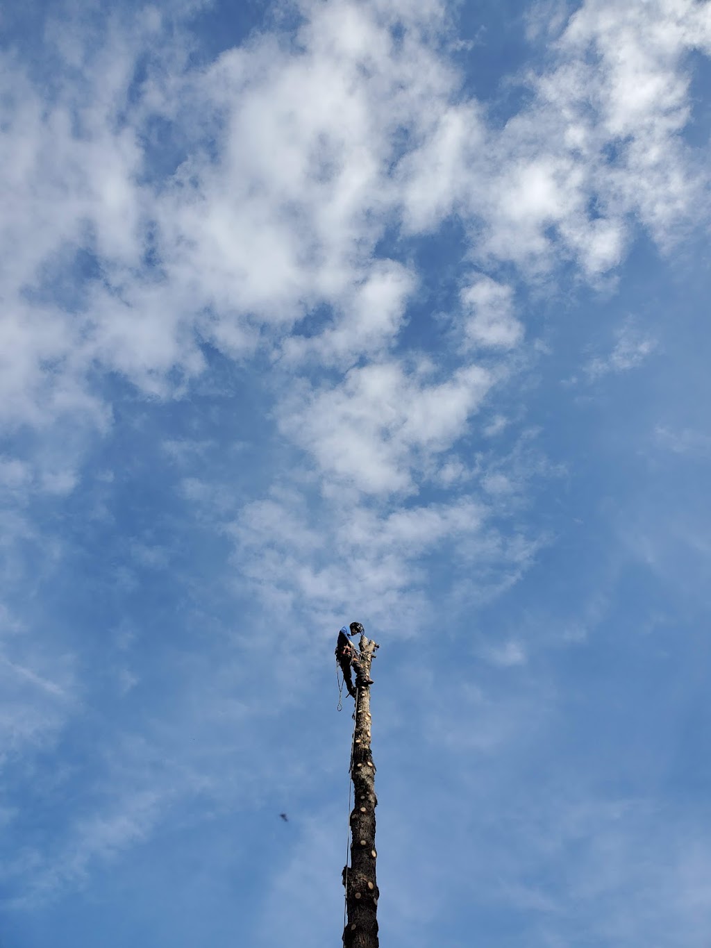 The Crooked Tree Arborist | 11910 57 St NW, Edmonton, AB T8A 1Z2, Canada | Phone: (780) 993-6239