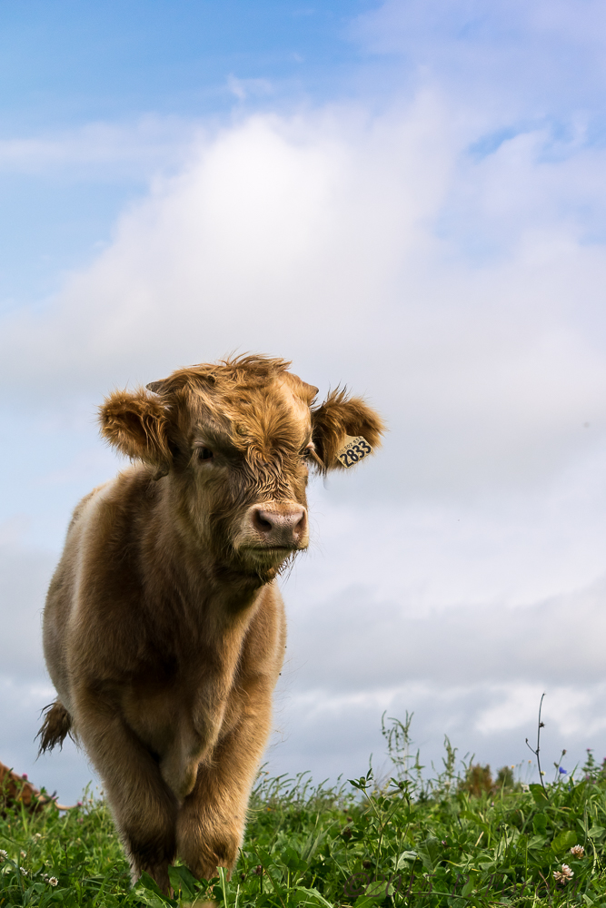 Ferme Highland Lotbinière | 4384 Rang Juliaville, Saint-Édouard-de-Lotbinière, QC G0S 1Y0, Canada | Phone: (418) 796-0046