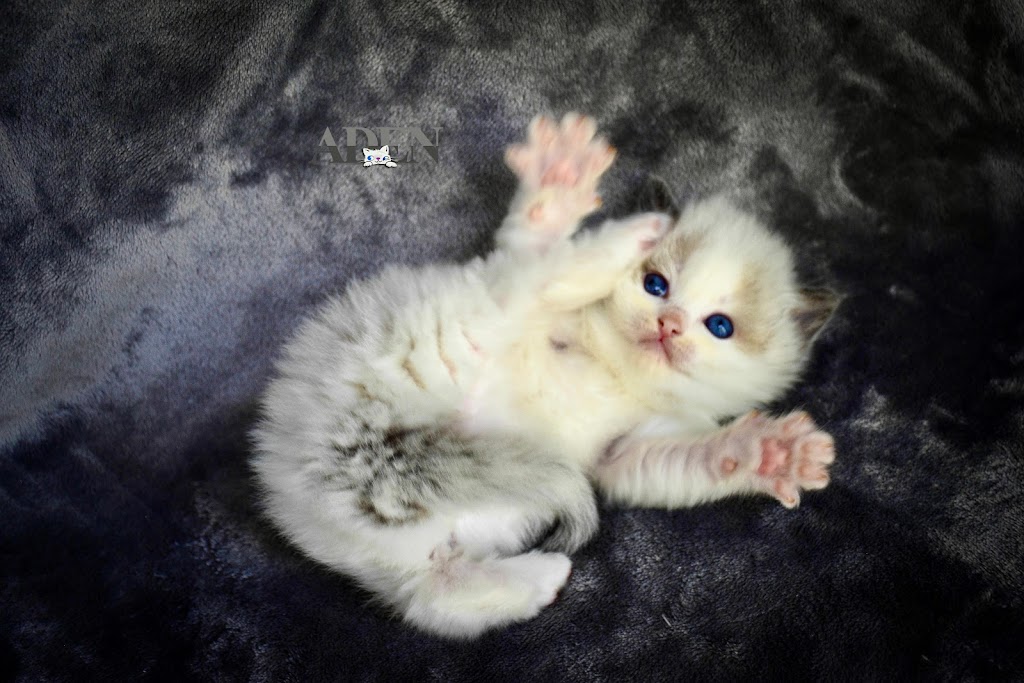 ADEN RAGDOLLS | Port Dover, ON N0A 1N6, Canada | Phone: (905) 627-2255