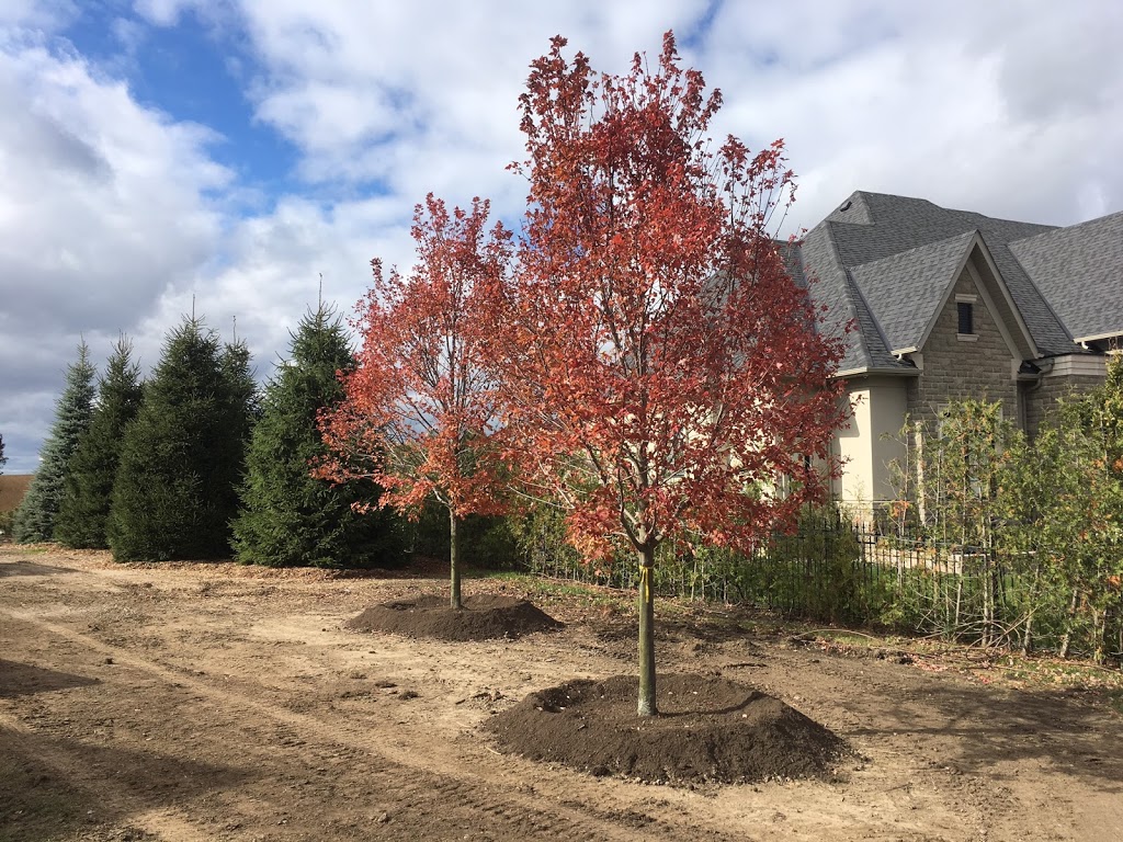 Treemaster Transplanters Ltd. | 3440 17th Sideroad, King City, ON L7B 1K4, Canada | Phone: (905) 773-2221