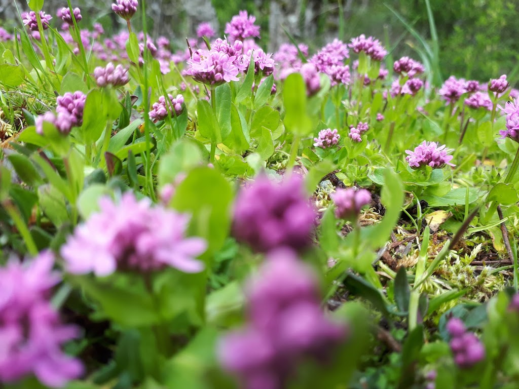 Parry Bay Sheep Farm | 4335 Lindholm Rd, Victoria, BC V9C 3Y1, Canada | Phone: (250) 478-9628