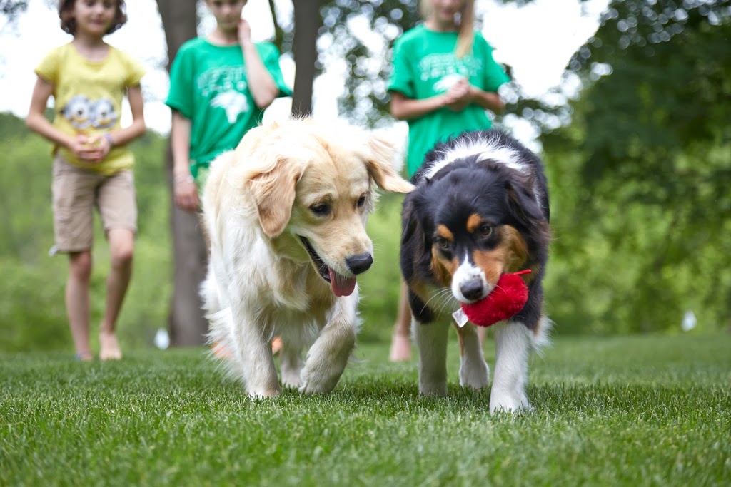 DogWatch of Central Ontario | 1179 Canning Rd, Severn Bridge, ON P0E 1N0, Canada | Phone: (866) 531-0923