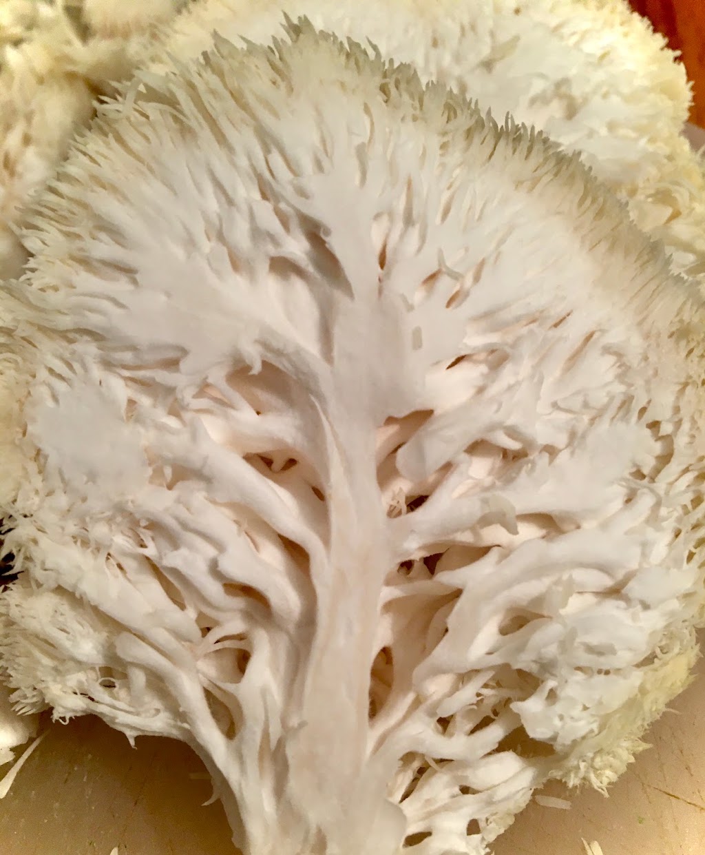 Fae Folk Fungi | 318414, Grey Rd 1, Owen Sound, ON N4K 5N4, Canada | Phone: (416) 994-7597