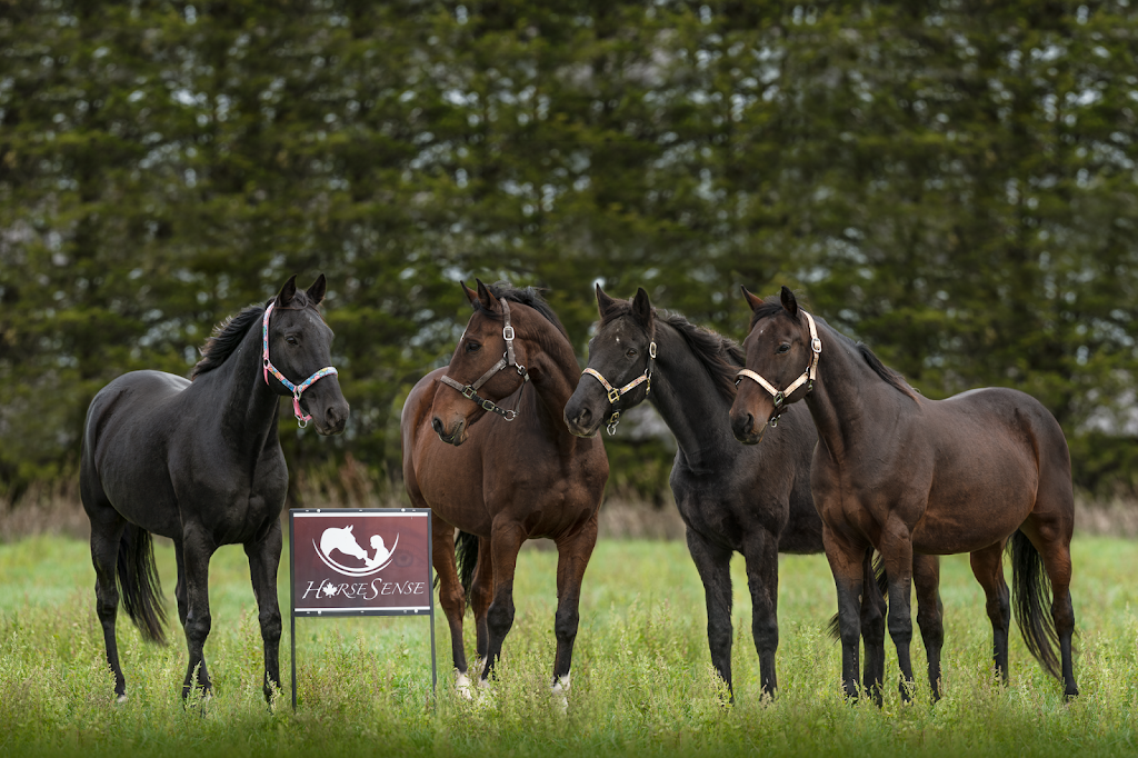 Horse Sense Equine Guidance | 85 Jericho Rd, Demorestville, ON K0K 1W0, Canada | Phone: (613) 922-6745