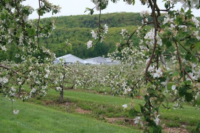 Van Meekeren Farms - Wink Apples | 237 Thorpe Rd, Kentville, NS B4N 3V7, Canada | Phone: (902) 678-2366