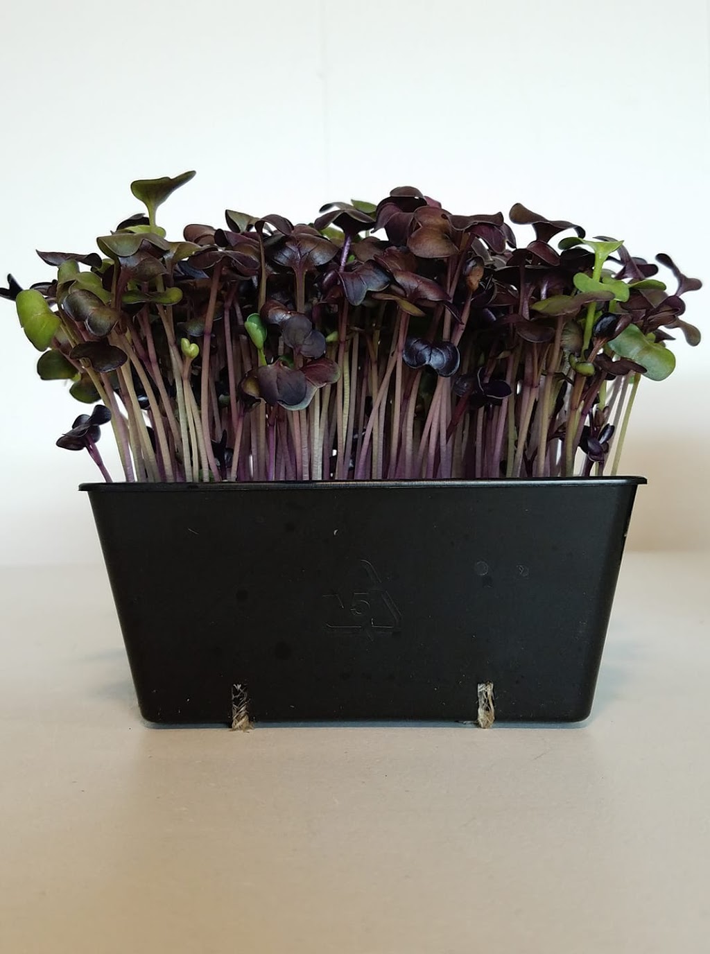 Microgreens St. Catharines | 47 Permilla St, St. Catharines, ON L2S 2G1, Canada | Phone: (418) 932-2275