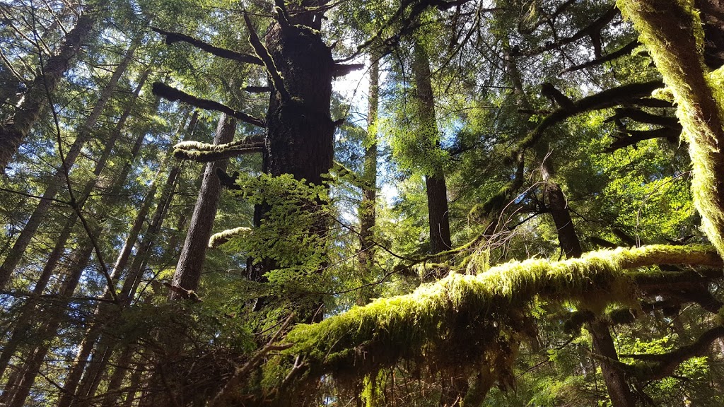 Juan de Fuca Trail Trailhead (Southeast / China Beach Terminus) | BC-14, Juan de Fuca, BC V0S, Canada