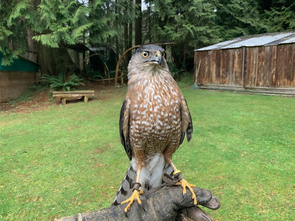 Raptors Ridge Birds of Prey | 26021 100 Ave, Maple Ridge, BC V2W 1S4, Canada | Phone: (604) 831-4295