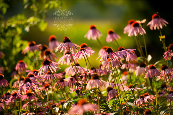 Perennial Petals Flower Farm | 3332 Stouffville Rd, Whitchurch-Stouffville, ON L4A 7X5, Canada | Phone: (905) 506-0371