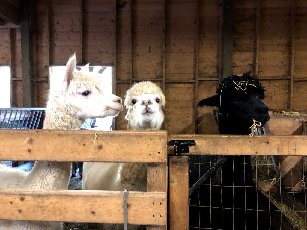 Old Mill Alpacas | 13557 Little Lake Rd, Colborne, ON K0K 1S0, Canada | Phone: (905) 269-4402