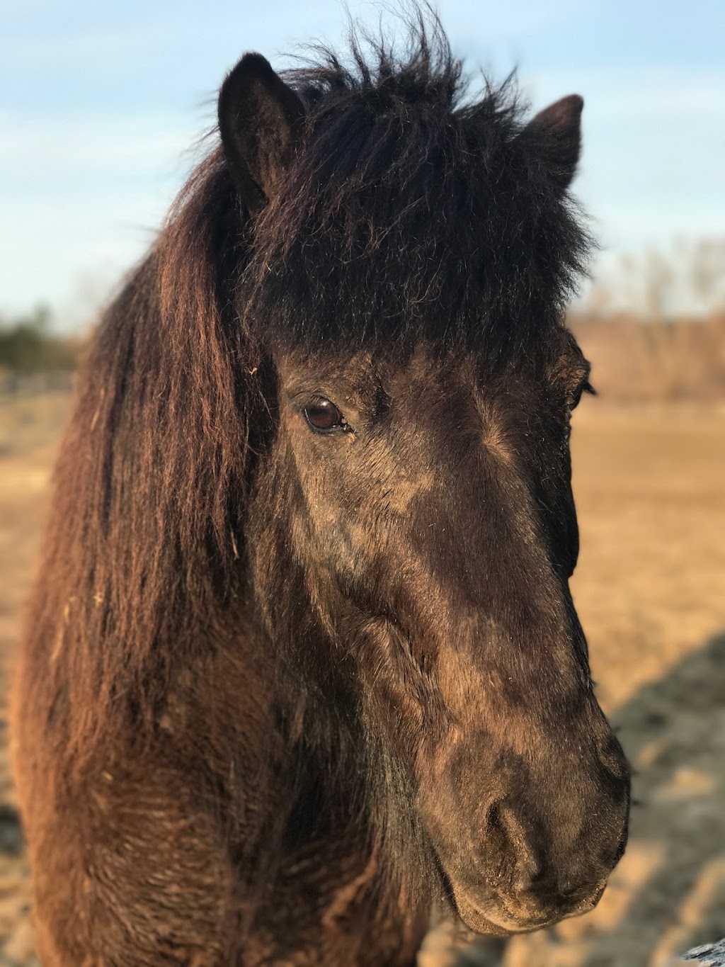 Wolfstone Farm | 15876 Mt Wolfe Rd, Bolton, ON L7E 3N8, Canada | Phone: (905) 880-7635