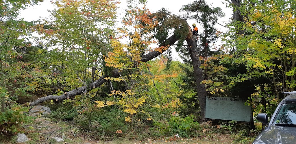 TimberTime Tree Service | 262 Montague Rd, Lake Loon, NS B2W 6C2, Canada | Phone: (902) 809-8733