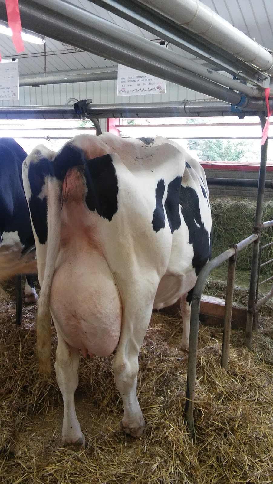 Ferme Boisblanc Holstein inc. | 651 Rte du Bois Blanc, Saint-Justin, QC J0K 2V0, Canada | Phone: (819) 227-2579
