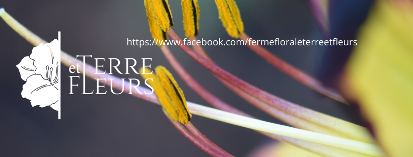 Ferme Florale Terre et Fleurs | 421 Rte de la Trav., Notre-Dame-de-Montauban, QC G0X 1W0, Canada | Phone: (418) 336-2252