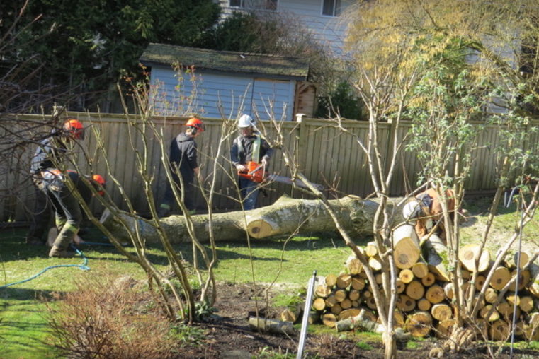 Tall Timber Tree Services - North Delta | 11738 Caribou Rd, Delta, BC V4E 2B2, Canada | Phone: (604) 541-8733