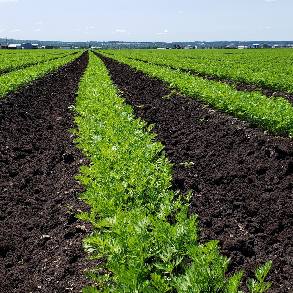 Greenway Advance Produce | 2203 Canal Rd, Bradford, ON L3Z 4E6, Canada | Phone: (905) 775-4567