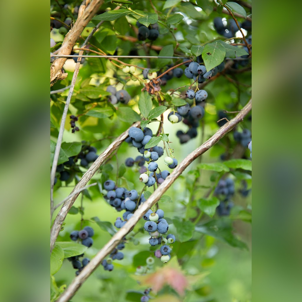 Bleuetière de Lotbinière | 35 Chem. de Lotbinière, Bromont, QC J2L 1G9, Canada | Phone: (514) 718-9723