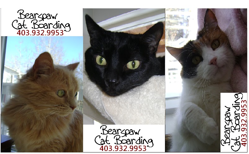 Bearspaw Cat Boarding | 260223 Glendale Rd, Cochrane, AB T4C 0B7, Canada | Phone: (403) 932-9953