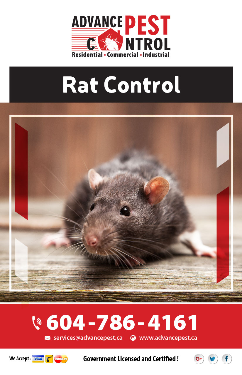 Advance Pest - Pest Control Coquitlam/Port Coquitlam | 2067 Concord Ave, Coquitlam, BC V3K 1K4, Canada | Phone: (877) 457-3297