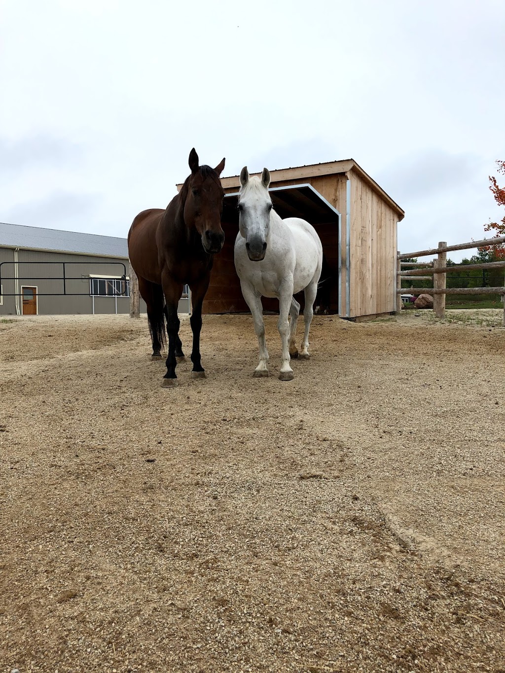 Harmony Ridge Equestrian Center | Grey Highlands, ON N0H 1J0, Canada | Phone: (705) 888-7669