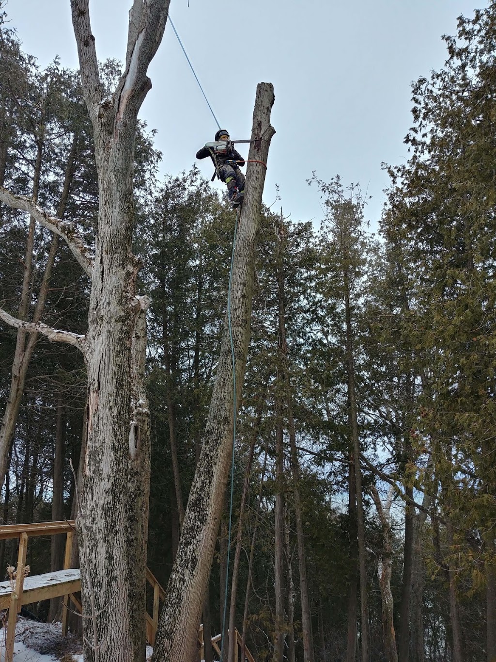 Lakeshore Tree Service | 191 Scotts Point Rd, Tiverton, ON N0G 2T0, Canada | Phone: (519) 368-7893