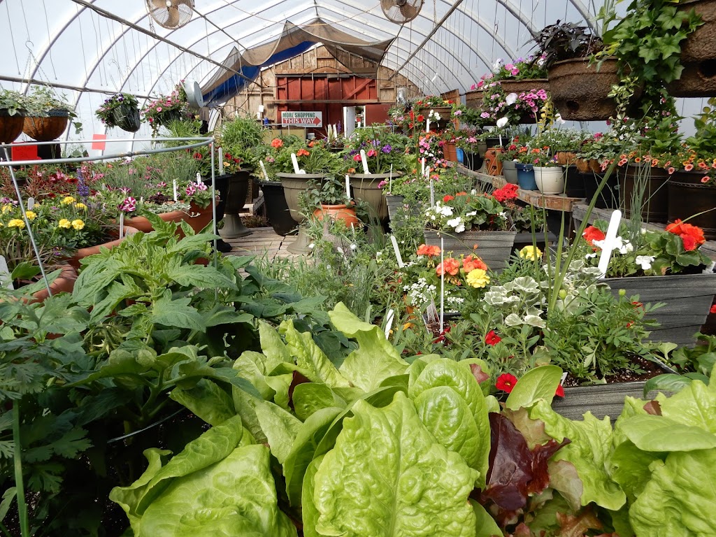 Kool Breeze Farms Garden Centre & Farm Market | 231 Read Dr, Summerside, PE C1N 5B1, Canada | Phone: (902) 436-1900