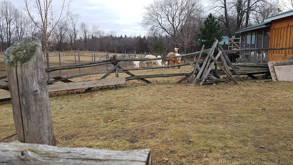 Wilhaven Ridge Alpacas | 1620 Wilhaven Dr, Cumberland, ON K4C 1M9, Canada | Phone: (613) 833-3227