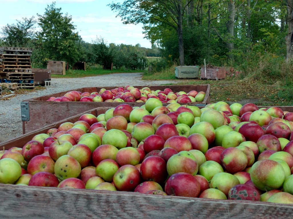 Moore Orchards | 1497 Moore Orchard Rd, Cobourg, ON K9A 4J8, Canada | Phone: (905) 372-3911